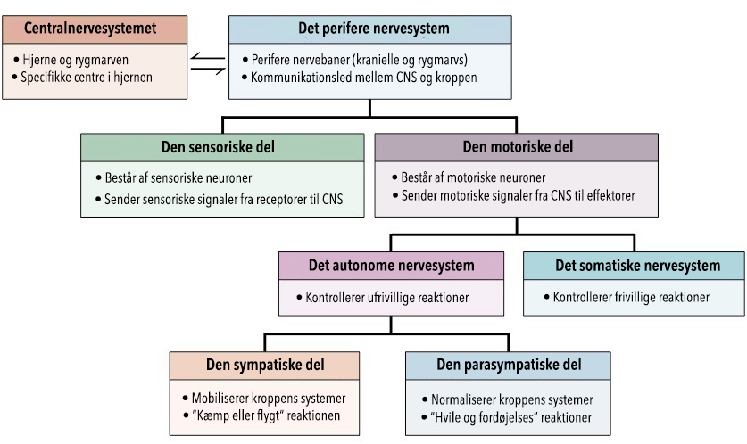 nervesystemet-opdeling-indskrevet